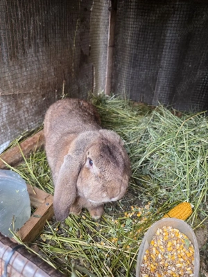 iepuroi berbec german de monta  - imagine 2