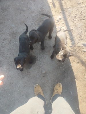 Catelusi cane corso - imagine 4