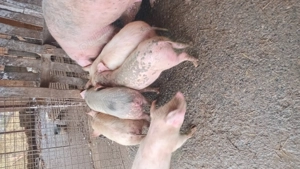 vand purcei  - imagine 2