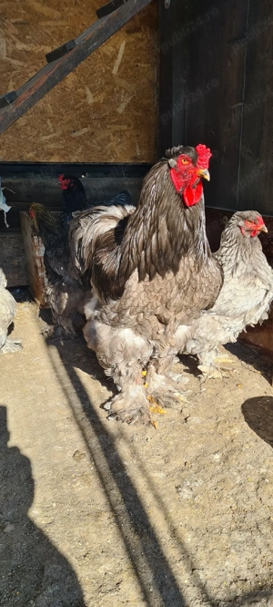 Vand familie brahma, 3+1