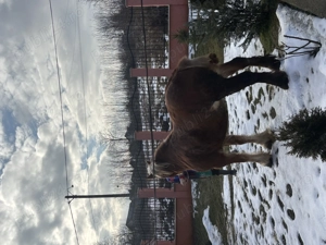 Vând cal! .. - imagine 3