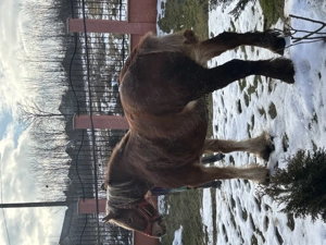 Vând cal! .. - imagine 4