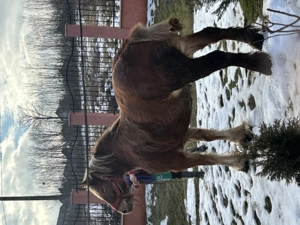 Vând cal! .. - imagine 5