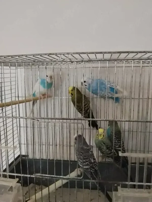 Vând peruși culori superbe!  - imagine 2