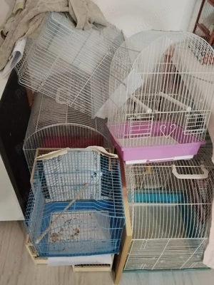 Vând peruși culori superbe!  - imagine 5