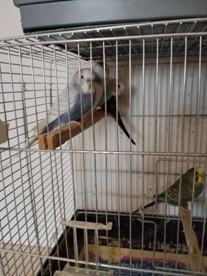 Vând peruși culori superbe!  - imagine 4