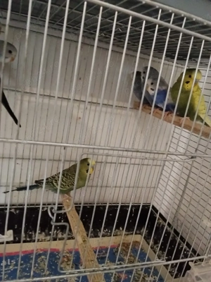 Vând peruși culori superbe!  - imagine 3