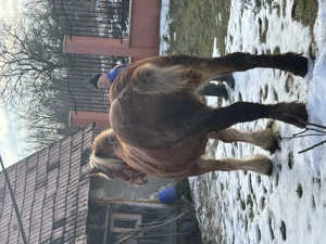 Vând cal! .. - imagine 2