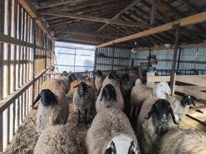 vând oi carabașe  - imagine 2