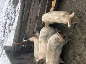 Vând șoldani albi  - imagine 3