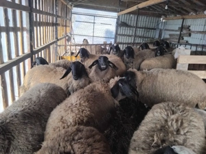 vând oi carabașe  - imagine 3