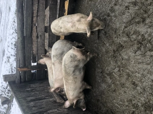 Vând șoldani albi  - imagine 2