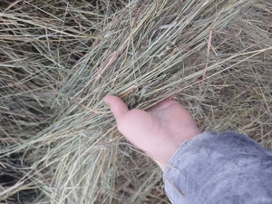 vand fân sau schimb 