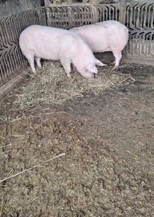 Porci de vanzare 