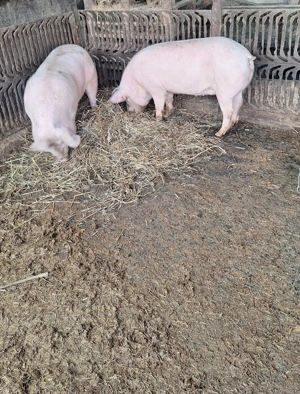 Porci de vanzare  - imagine 3