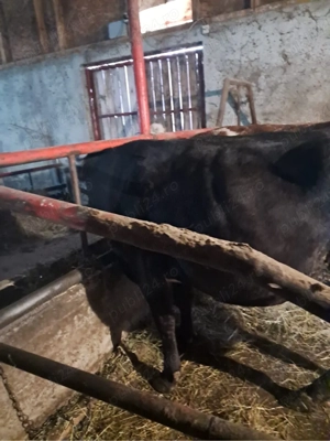 Vand 2 vacii cu vitei - imagine 3