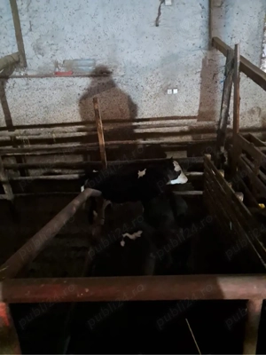 Vand 2 vacii cu vitei - imagine 4