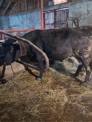 Vand 2 vacii cu vitei