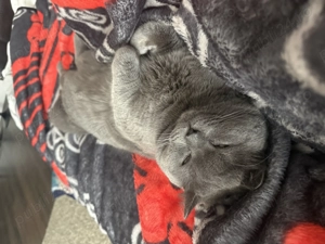 Motan pentru monta  - imagine 2