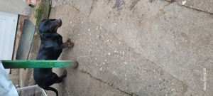 Cățelusă Teckel de vânzare  - imagine 3