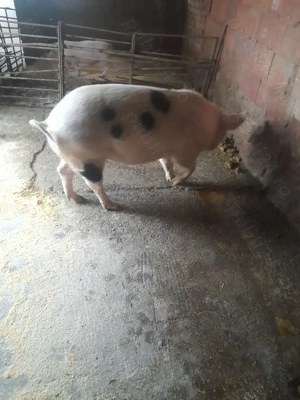 Scroafa gestanta montata pe 22 decembrie de vânzare.  - imagine 3