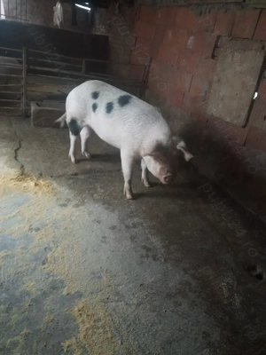 Scroafa gestanta montata pe 22 decembrie de vânzare.  - imagine 2