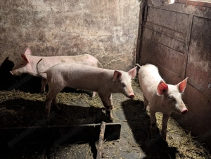 3 Șoldani rasa de carne - imagine 3