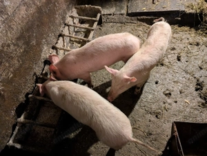 3 Șoldani rasa de carne