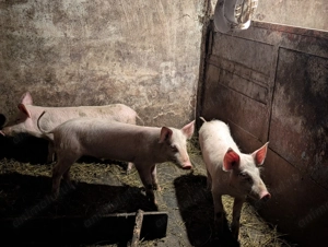 3 Șoldani rasa de carne - imagine 2