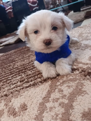 Bichon maltez mascul  - imagine 2