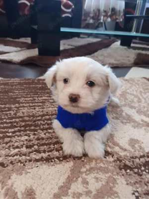 Bichon maltez mascul  - imagine 4