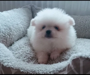 Pomeranian Băiețel minnie Toy Boo cu pedigree 