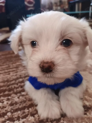 Bichon maltez mascul  - imagine 3