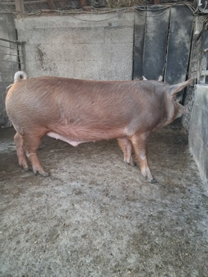 de vânzare 1 mascul 120 kg rasă duroc ofer transport  - imagine 3