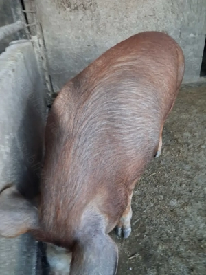 de vânzare 1 mascul 120 kg rasă duroc ofer transport  - imagine 2