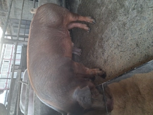 de vânzare 1 mascul 120 kg rasă duroc ofer transport  - imagine 4