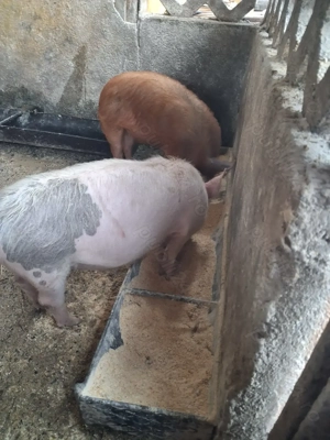 de vânzare 1 mascul curățat și 1 scrofiță rasă duroc  - imagine 2