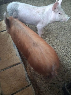 de vânzare 1 mascul curățat și 1 scrofiță rasă duroc  - imagine 3