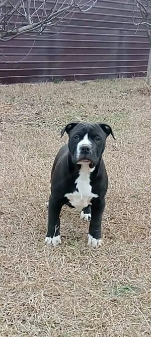 Mascul Amataff deosebit - imagine 3