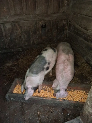 Purcei de vanzare (4 luni) - imagine 3