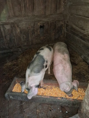 Purcei de vanzare (4 luni) - imagine 2