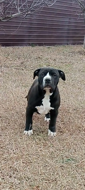 Mascul Amataff deosebit - imagine 4