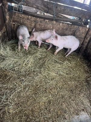 Vând purcei din rasa marele alb - imagine 4