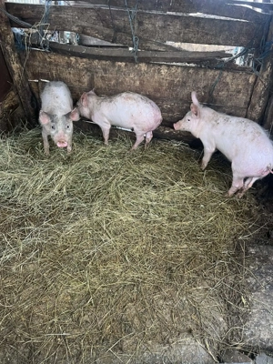 Vând purcei din rasa marele alb - imagine 2