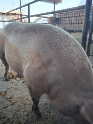 de vânzare scroafă 300 kg rasă marele alb crescută la țară ofer transport  - imagine 3