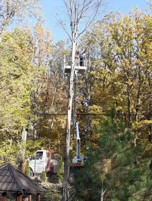 taiat toaletat copaci