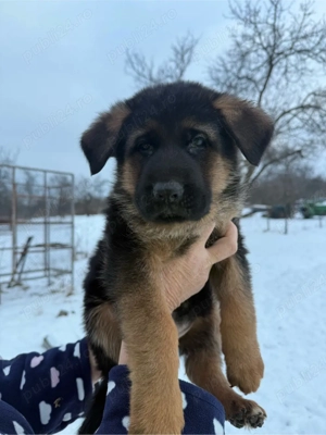 Ciobănesc german cu pedigree 