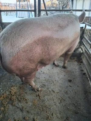 de vânzare scroafă 300 kg rasă marele alb crescută la țară ofer transport 