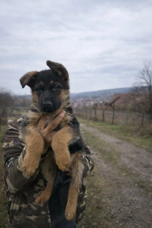 Ciobănesc german cu pedigree  - imagine 4