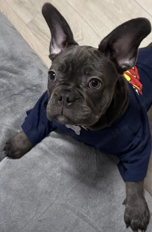 Buldog francez de culoare  blue ,4 luni, 2200 lei  - imagine 5